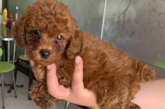 泰迪吐狗粮