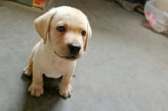 拉布拉多幼犬怎么看纯不纯