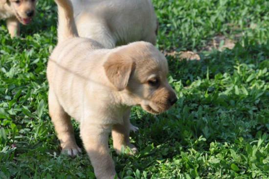 拉布拉多幼犬怎么看纯不纯