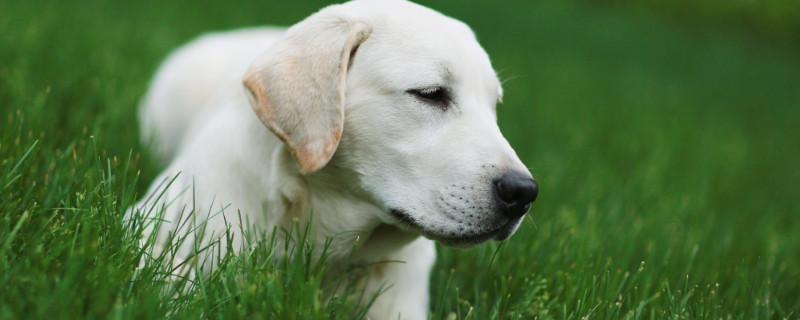 拉布拉多幼犬怎么看纯不纯
