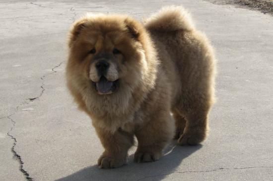 松狮犬的优缺点