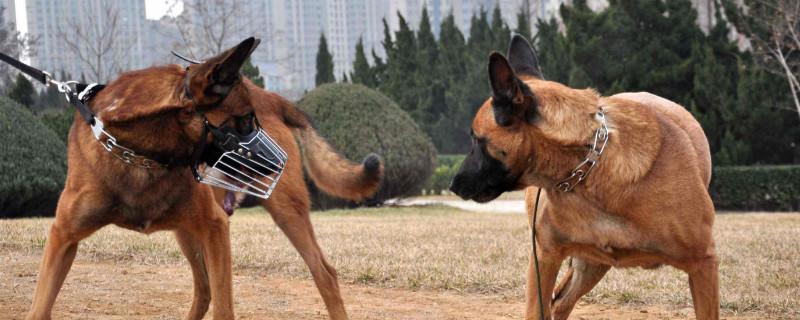 马犬危险性大吗