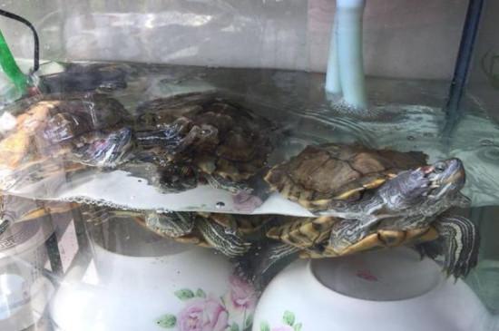 龟缸起泡沫解决方法
