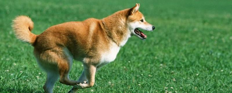 柴犬晚上在笼子里睡还是散养