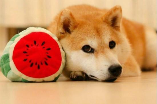 柴犬晚上在笼子里睡还是散养