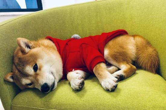 柴犬晚上在笼子里睡还是散养