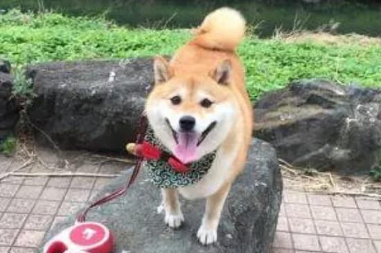 柴犬会咬人吗