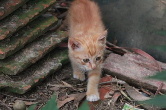 猫知道自己换主人了吗
