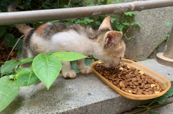 香松对猫有影响吗