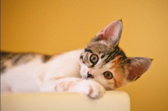 猫咪爱你的12种表现