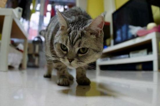 猫条吃多了有什么危害