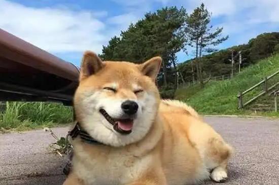 柴犬种类