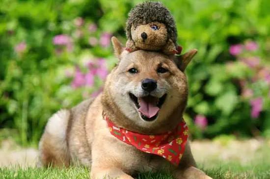柴犬种类