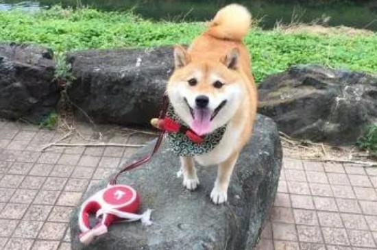 柴犬的寿命