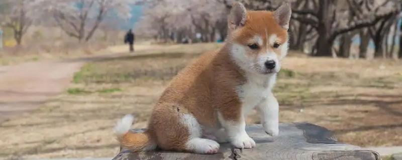 柴犬的寿命
