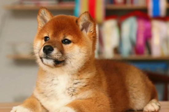 柴犬寿命一般多少年