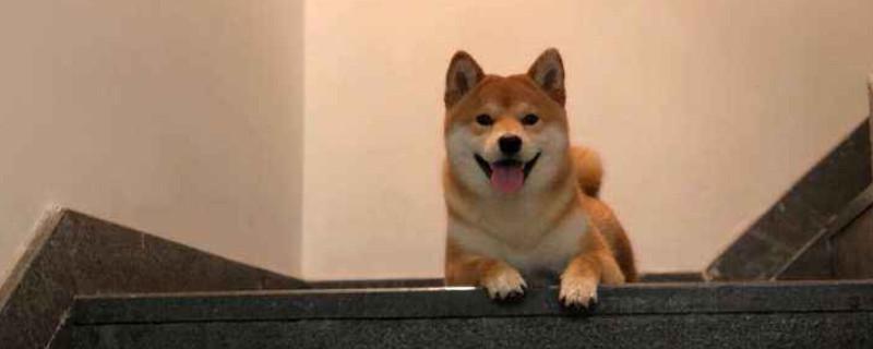 冬天5℃柴犬睡阳台会不会冷