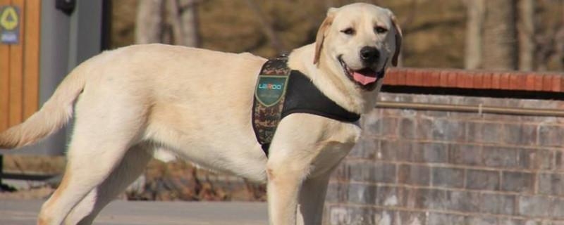 拉布拉多犬对人凶吗