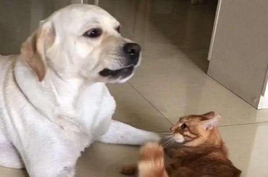 拉布拉多犬对人凶吗