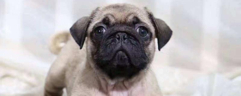 巴哥犬报复主人的表现