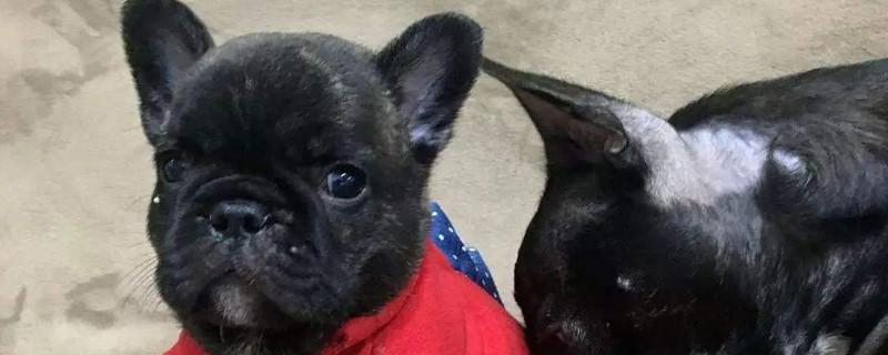 斗牛犬毛为什么是硬的