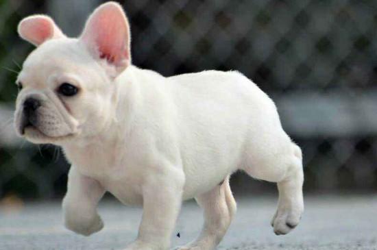 斗牛犬毛为什么是硬的