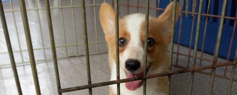 柯基犬会护主人吗
