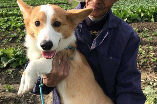柯基犬会护主人吗
