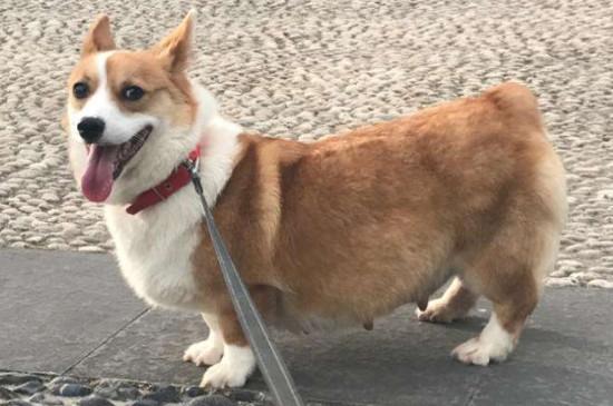 柯基犬会护主人吗