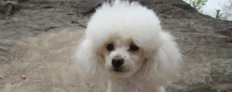 贵宾犬吃什么主食