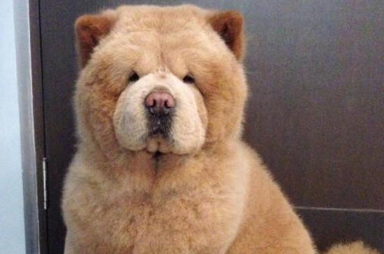 松狮吃什么狗粮好