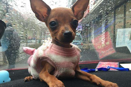 鹿犬智商排第几名