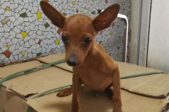 鹿犬智商排第几名