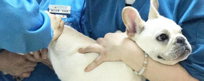 法斗后腿突然瘸了