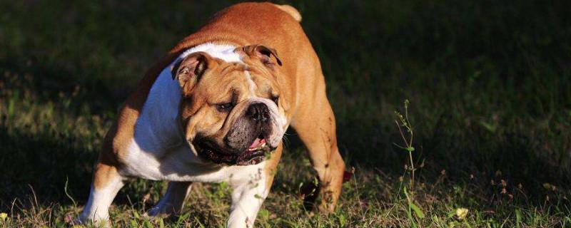 英国斗牛犬为什么禁养