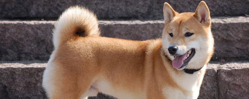 柴犬是土狗吗