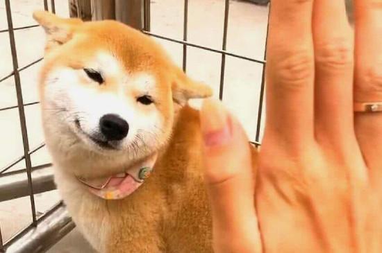 柴犬是土狗吗