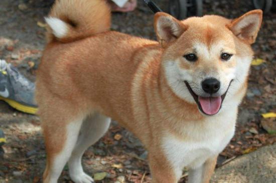柴犬是土狗吗