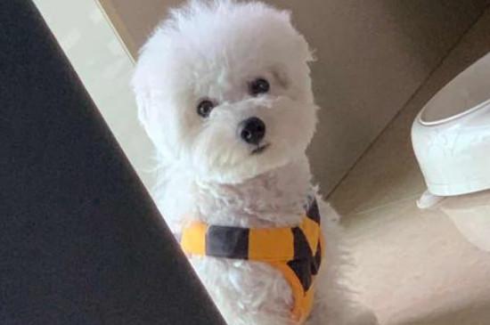 养比熊犬需要准备什么