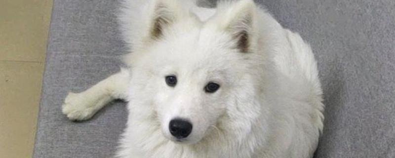 萨摩犬吃什么