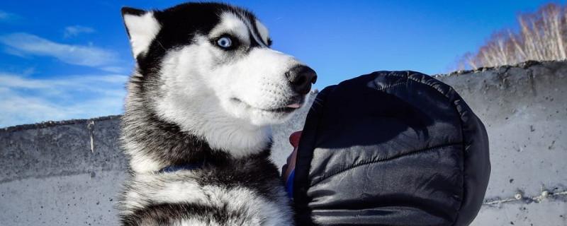雪橇犬和哈士奇的区别