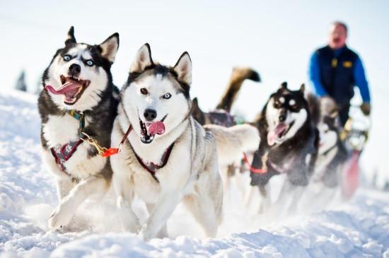 雪橇犬和哈士奇的区别