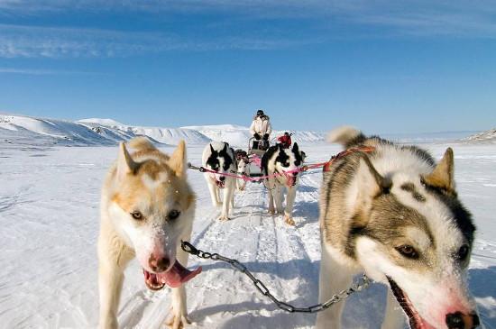 雪橇犬和哈士奇的区别