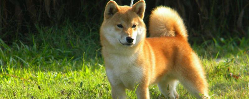 日本柴犬与秋田犬区别