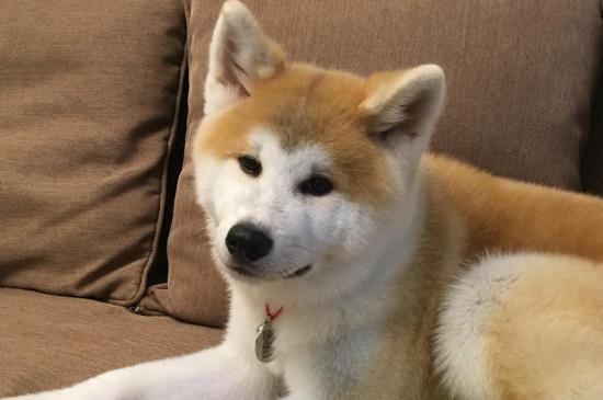 日本柴犬与秋田犬区别