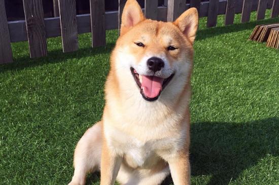 日本柴犬与秋田犬区别