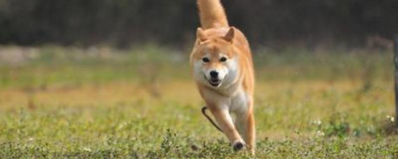 为什么有的柴犬很瘦