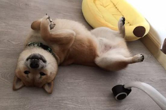 为什么有的柴犬很瘦