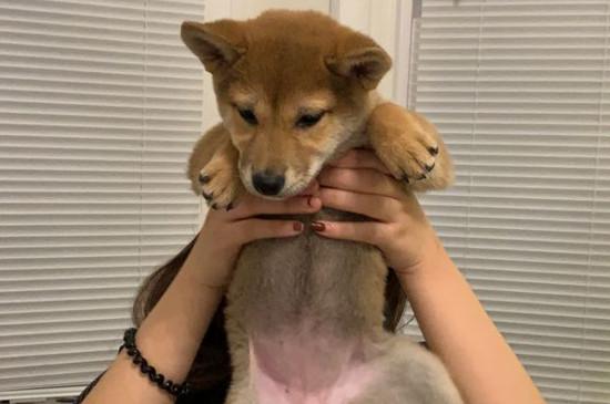 为什么有的柴犬很瘦