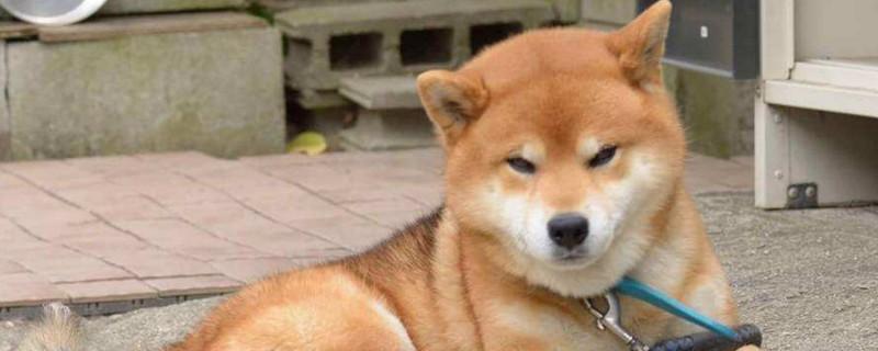 柴犬信任主人的表现